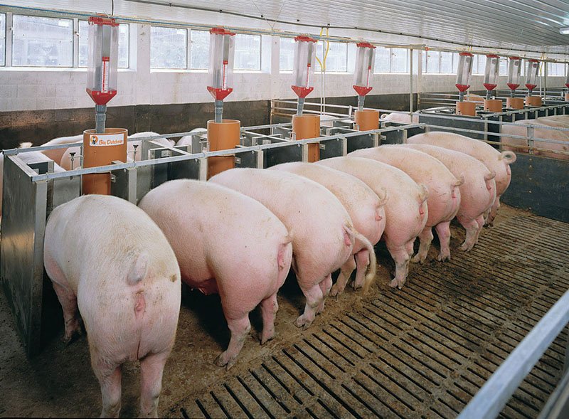 Heo thịt được nuôi trong trang trại có hệ thống làm mát giúp chất lượng heo đồng đều