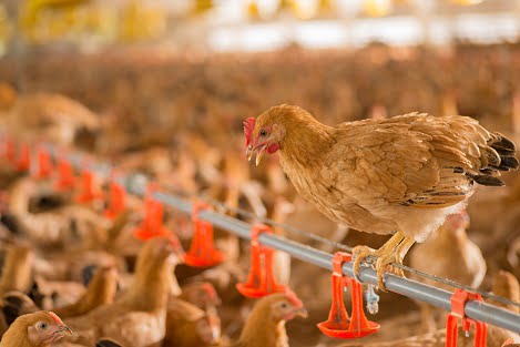 Hệ thống làm mát cho trang trại gà giúp gia cầm sạch bệnh, lớn nhanh.