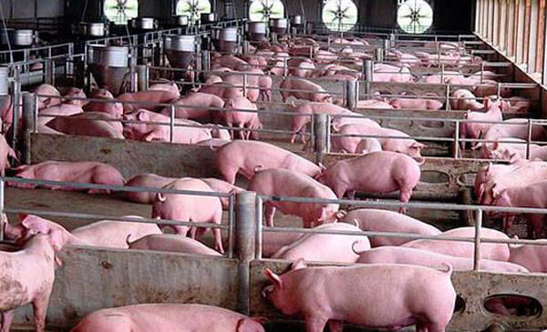 Quạt thông gió trang trại chăn nuôi lợn